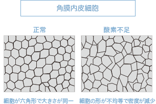 角膜内皮細胞